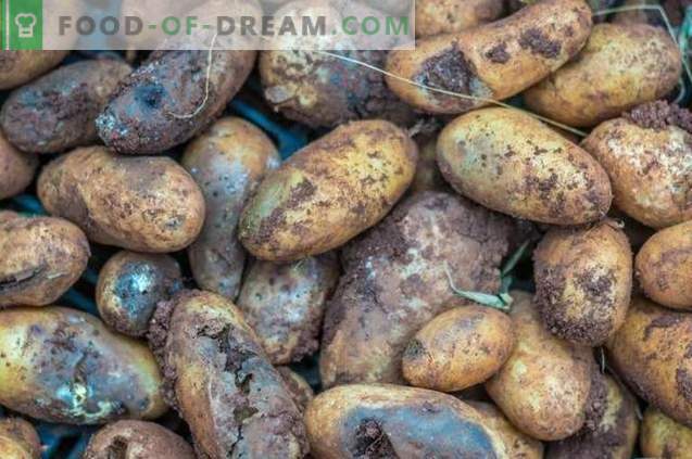 „Taboo TRIO“ - saugi bulvių ligų ir kenkėjų prevencija prieš sėją