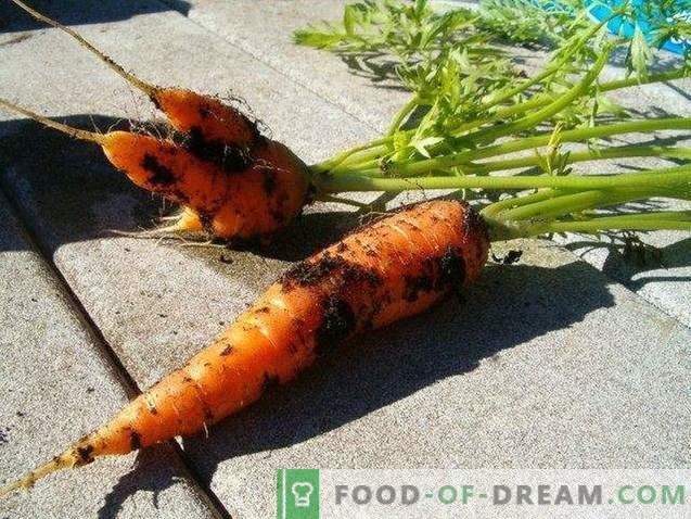 Naudingos morkų savybės